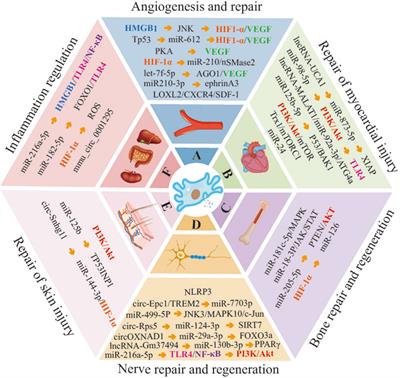 Advances in application of hypoxia-preconditioned mesenchymal stem cell-derived exosomes